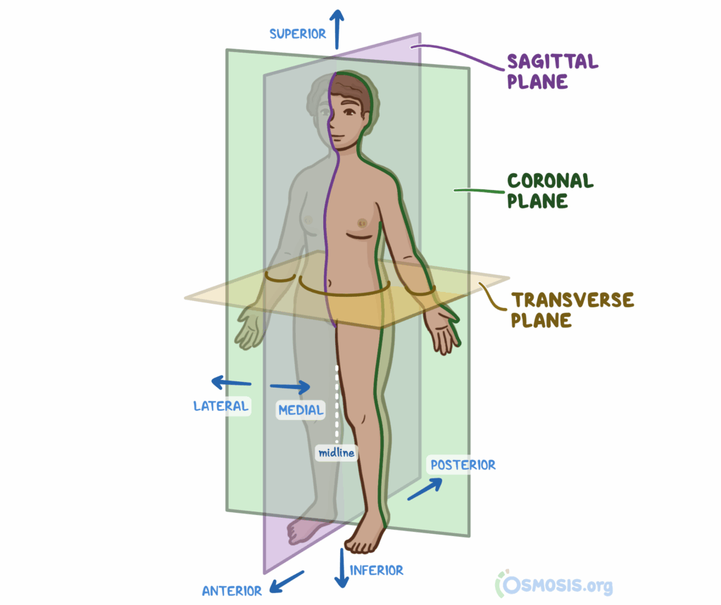 Anatomical Position Definition Human Body Orientation Osmosis
