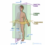 Anatomical Position Definition Human Body Orientation Osmosis
