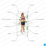 Anatomical Terminology Planes Directions Regions Kenhub