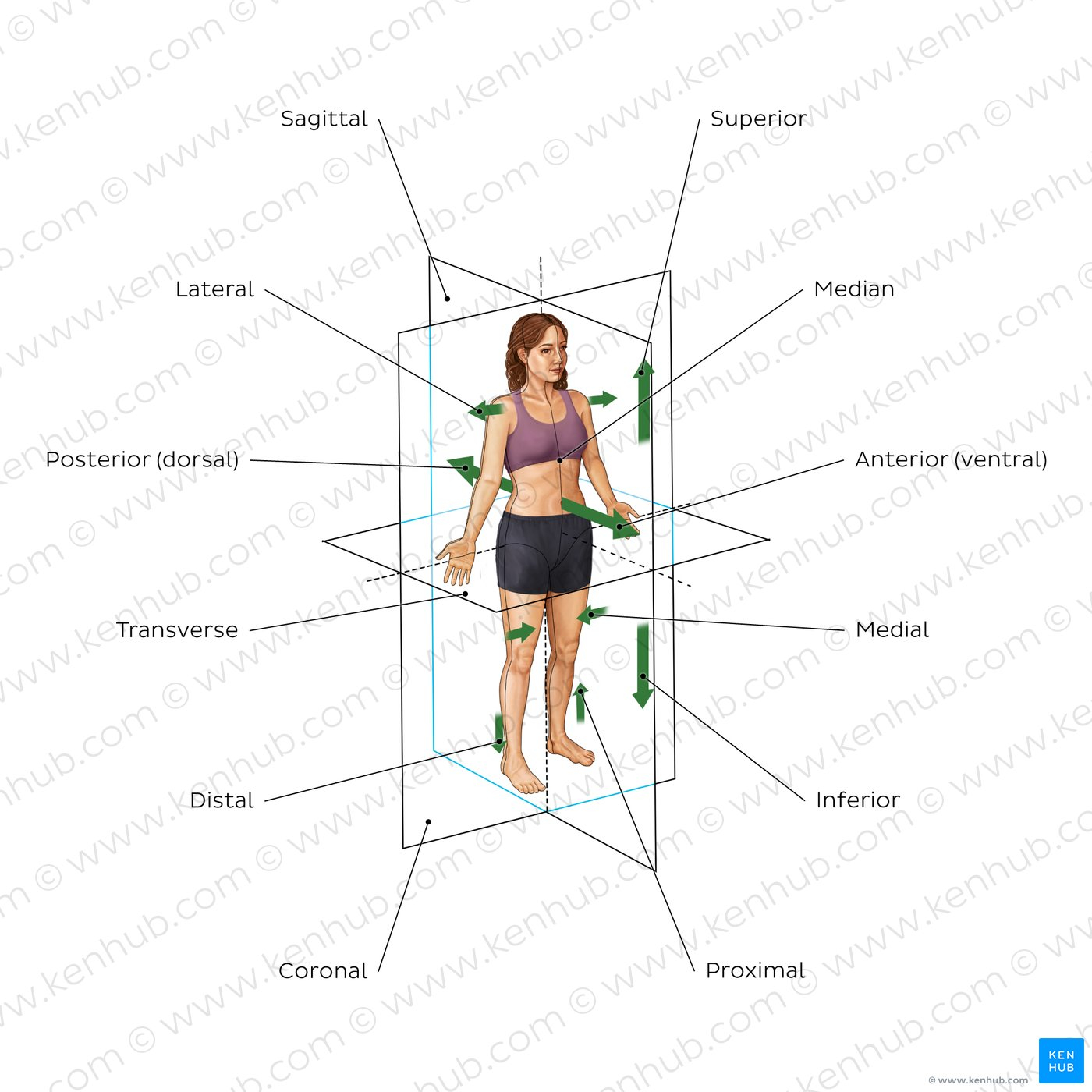 Anatomical Terminology Planes Directions Regions Kenhub