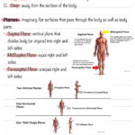 Body Positions Directional Terms Planes And Body Cavities