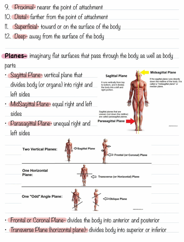 Body Positions Directional Terms Planes And Body Cavities