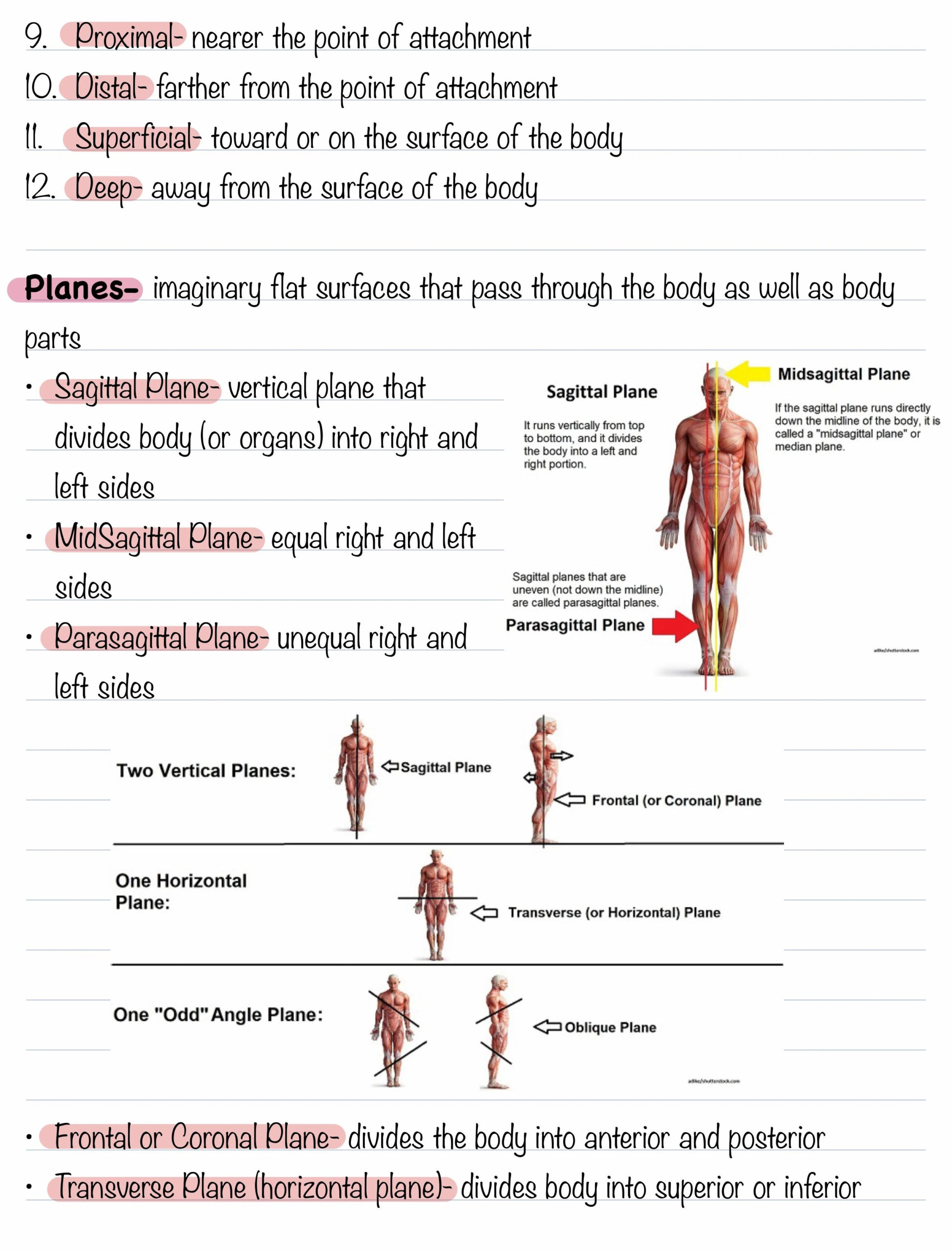 Body Positions Directional Terms Planes And Body Cavities Body Positions Directional Terms Planes And Body Cavities