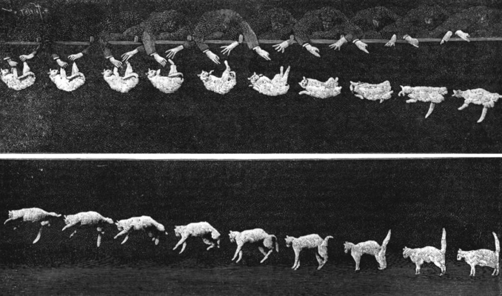 Cat Righting Reflex Wikipedia