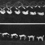 Cat Righting Reflex Wikipedia