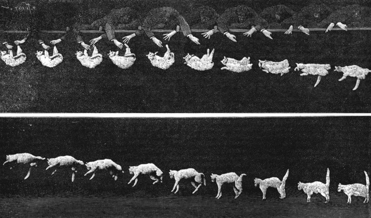 Cat Righting Reflex Wikipedia Cat Righting Reflex Wikipedia