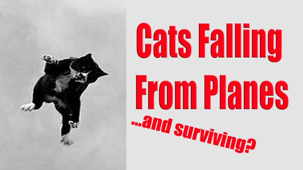 Cats Can Fall From Planes And Survive YouTube