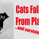 Cats Can Fall From Planes And Survive YouTube