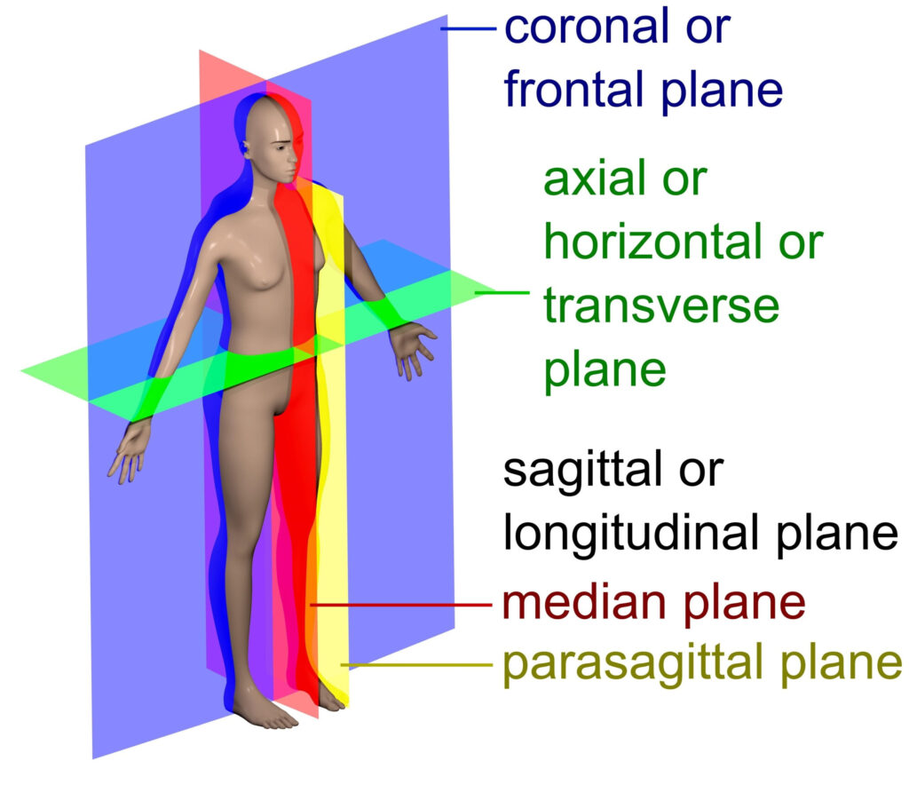 Etymology Of Imaging Planes Axial Sagittal And Coronal