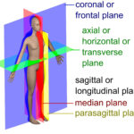Etymology Of Imaging Planes Axial Sagittal And Coronal