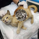 M sia Ambulance Rescues Ginger Cat Found Near Shah Alam Plane Crash Site Mothership SG News From Singapore Asia And Around The World