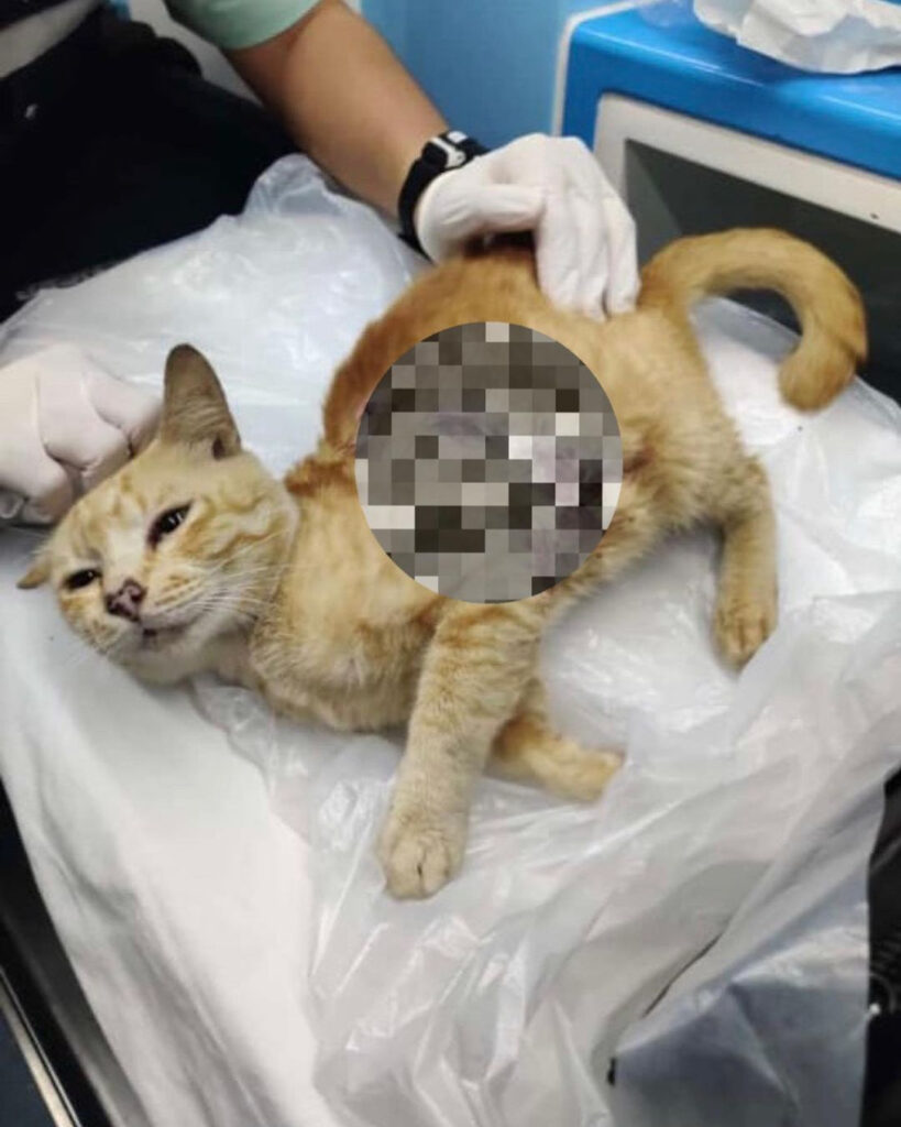 M sia Ambulance Rescues Ginger Cat Found Near Shah Alam Plane Crash Site Mothership SG News From Singapore Asia And Around The World